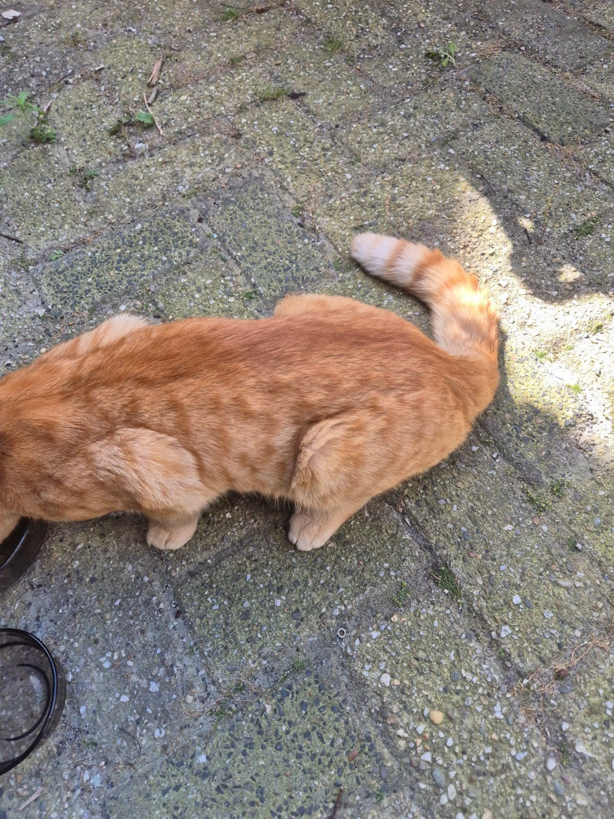 Jonge oranje kat gevonden Tilburg Reeshof M- buurt, Kat