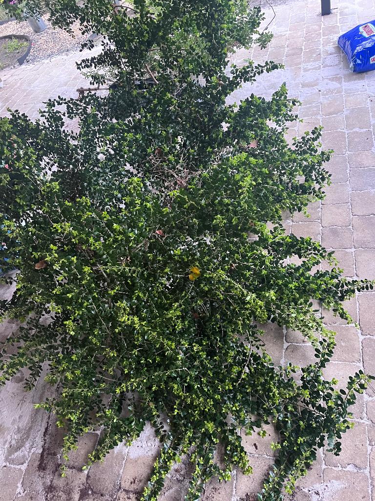 Ilex crenata 2x1,5m, Tuin en Terras, Ophalen, Overige soorten, 100 tot 250 cm