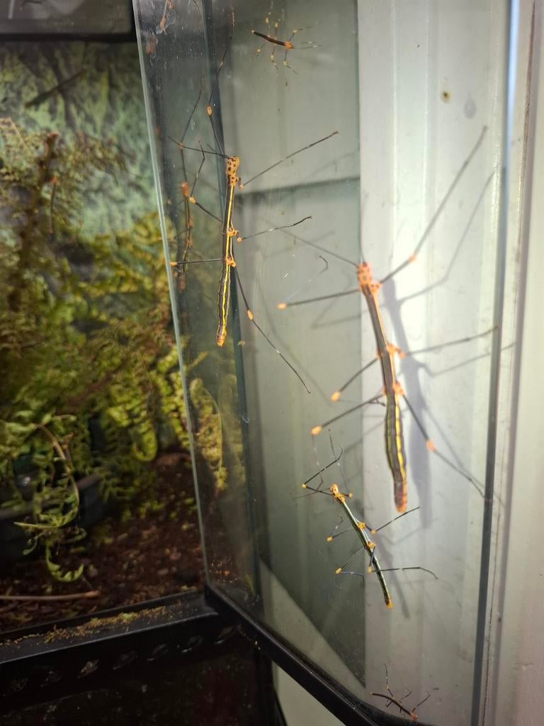 PSG 84 – Oreophoetes peruana - varentakken, €1,- per dier., Dieren en Toebehoren