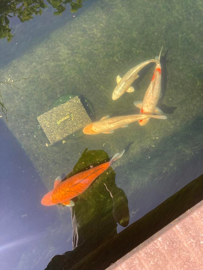 Japanse Koi’s, Dieren en Toebehoren, Karper of Koi