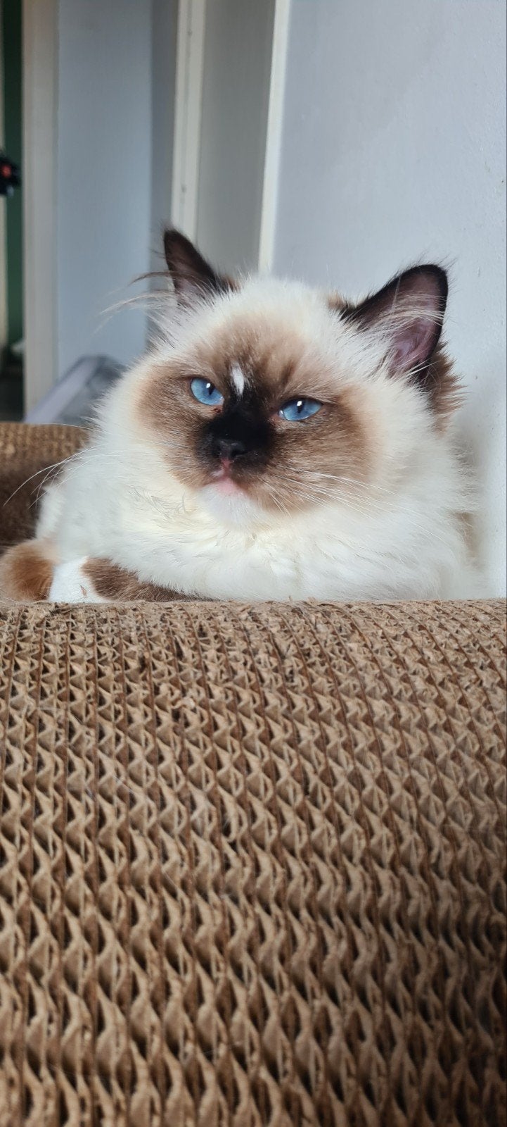super lieve Ragdoll fokpoes met stamboom, Poes, Met stamboom, 0 tot 2 jaar