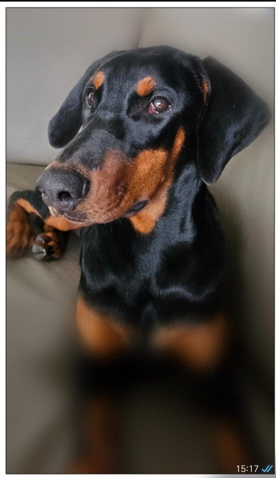 Mooi Dobermann teefje met FCI stamboom, Dieren en Toebehoren, Particulier, 15 weken tot 1 jaar, Overige rassen, Buitenland