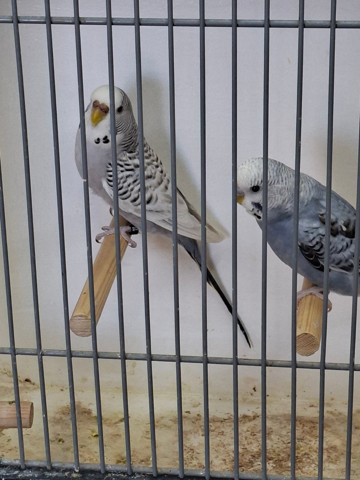 diverse grasparkieten, Meerdere dieren, Parkiet, Tam