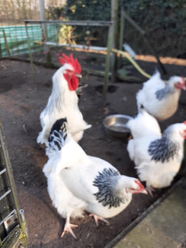 Sussex Columbia Broedeieren, Dieren en Toebehoren, Pluimvee, Geslacht onbekend, Kip