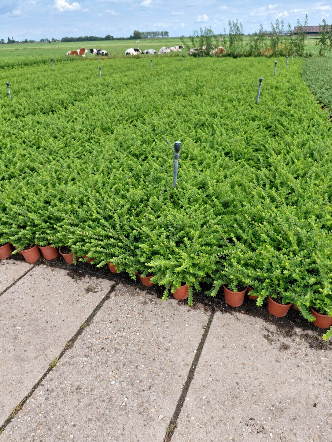 Lonicera in P14 pot - Groenblijvende klimplant, Ophalen, Vaste plant, Halfschaduw, Klimplanten