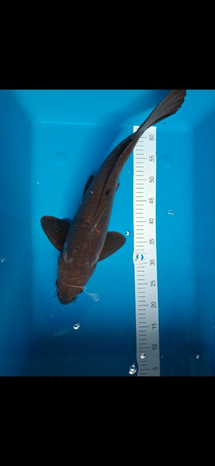 Koi., Karper of Koi