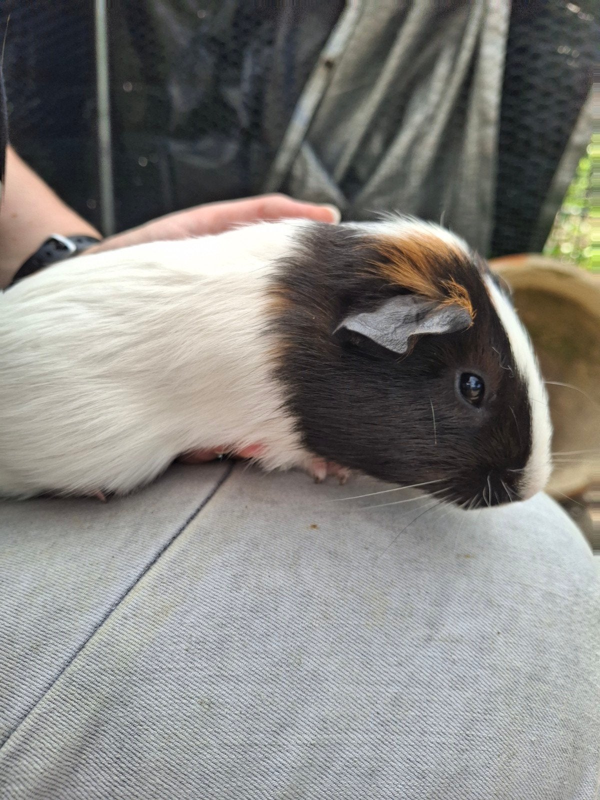 cavia beertje gladhaar, Dieren en Toebehoren, Cavia, Juni, Mannelijk, Tam