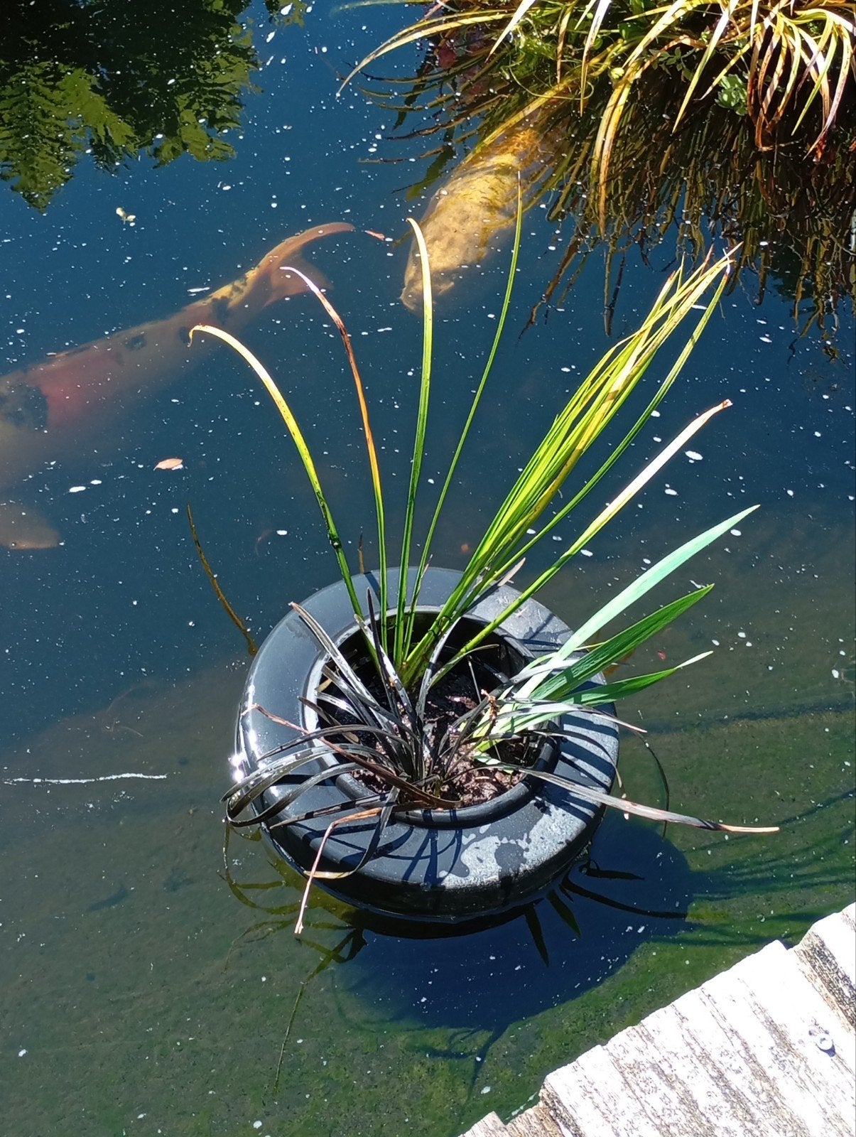 Drijfmandje met 3 planten voor vijver - Kant en klaar, Ophalen