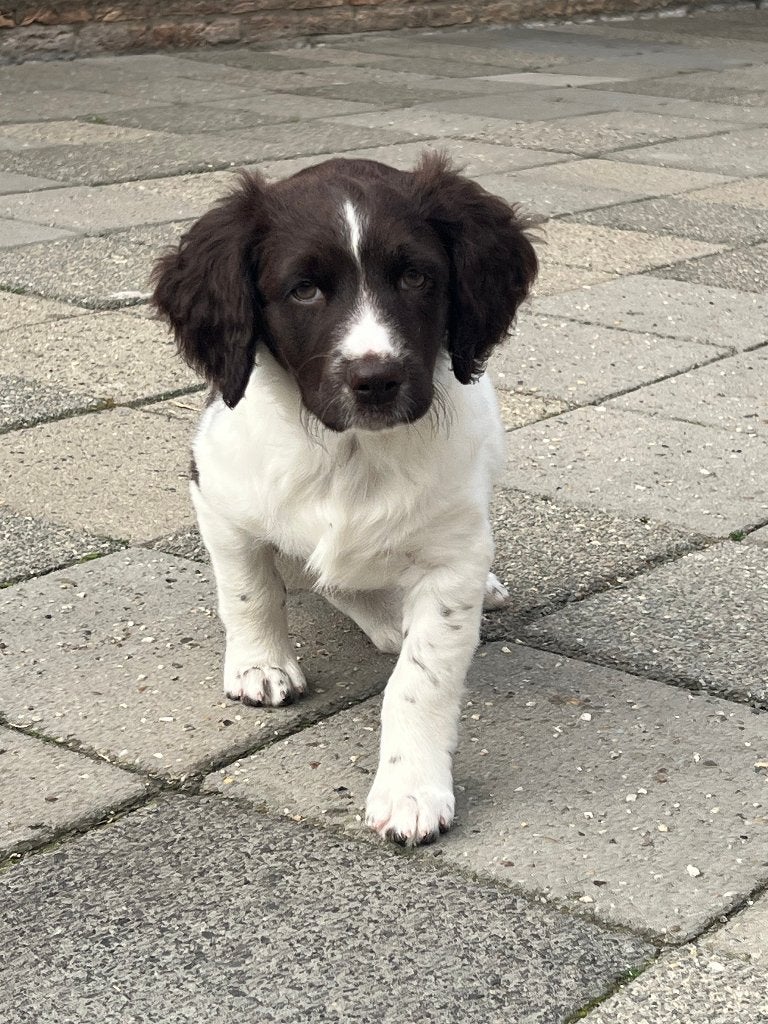 Heidewachtel pup te koop, Overige rassen, 8 tot 15 weken, CDV (hondenziekte), Teef