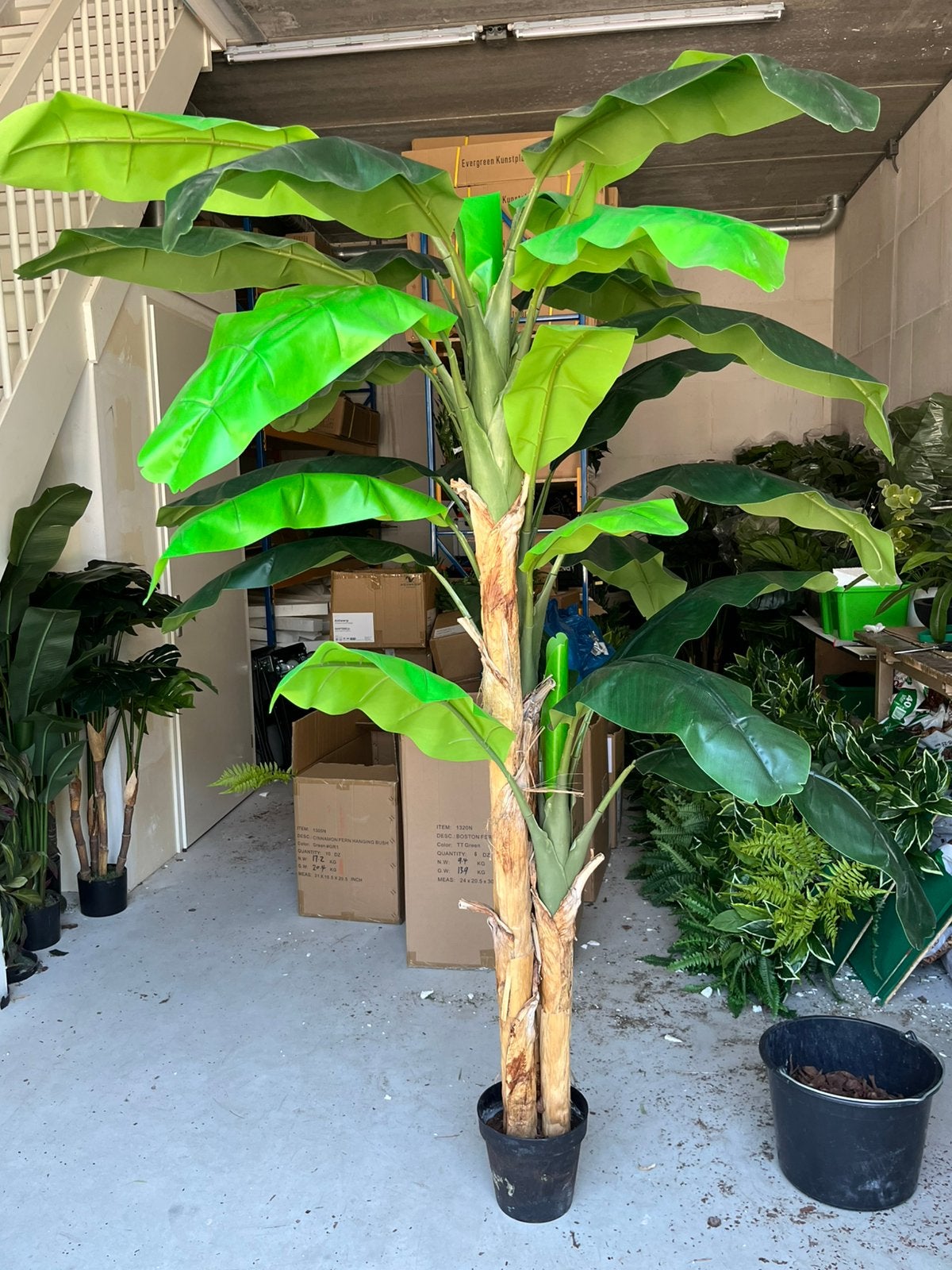200 cm hoge bananenboom, Ophalen