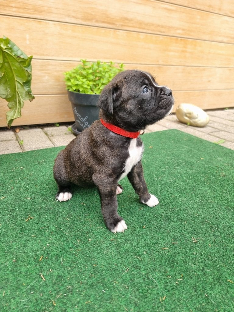 prachtige boxer puppy's, België, Particulier, Overige rassen, CDV (hondenziekte)
