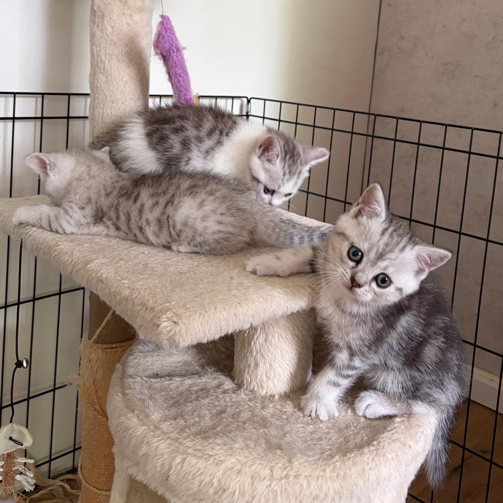 Kittens mogen nu weg, Dieren en Toebehoren, Katten en Kittens | Overige Katten, Meerdere dieren
