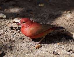 Vuurvink man 2026, Dieren en Toebehoren, Mannelijk, Tropenvogel, Tam