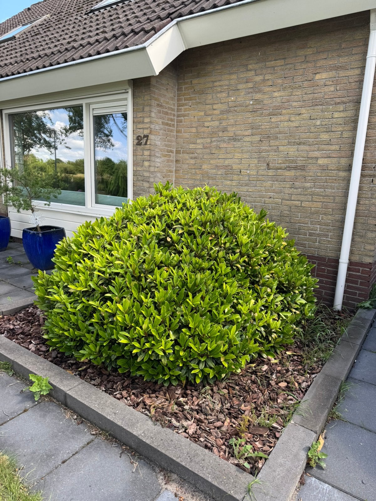 Gratis Skimmia, Tuin en Terras, Planten | Tuinplanten, Ophalen, Overige soorten, Volle zon