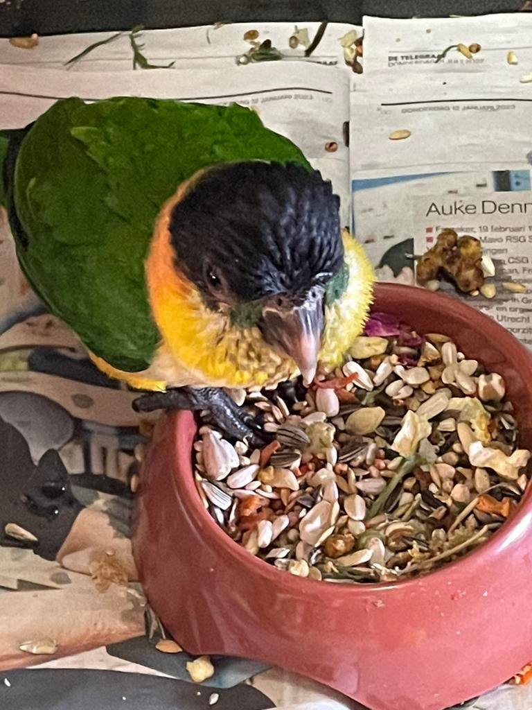 Zwartkop caique man, Dieren en Toebehoren, Mannelijk, Geringd