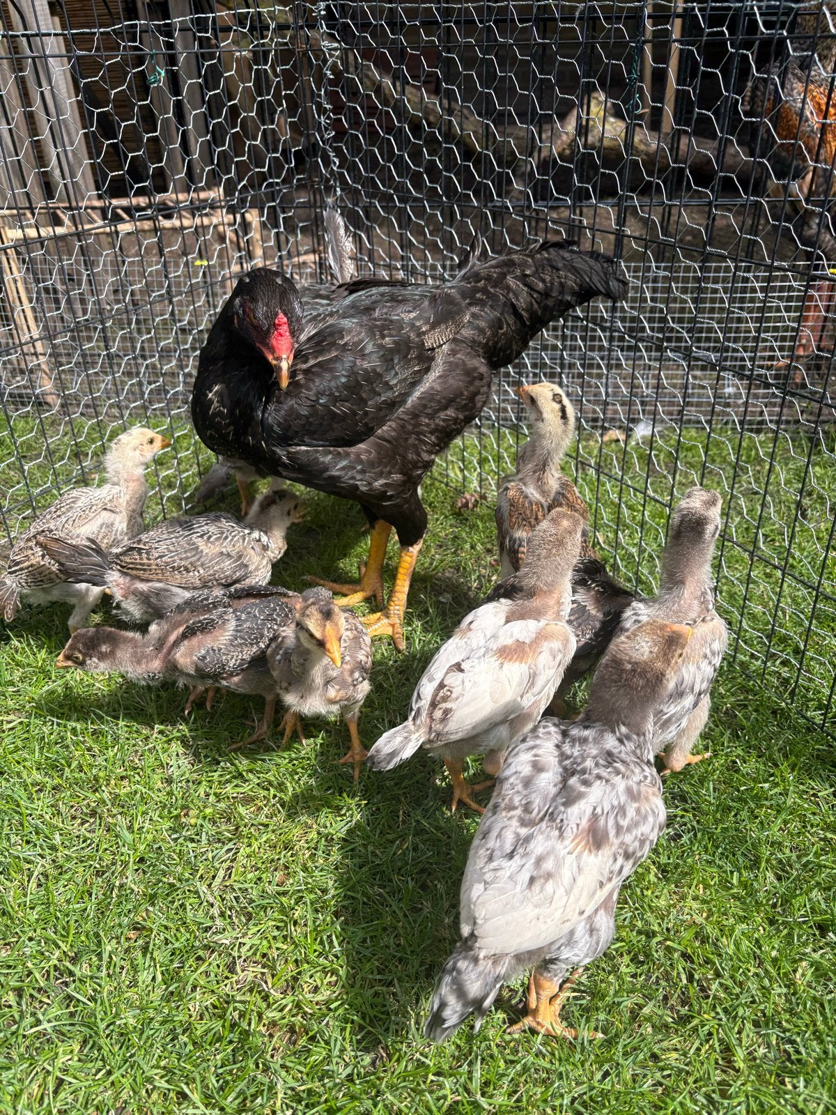 Indio Gigante kuikens! Gaan pas over 2 maanden weg, Dieren en Toebehoren, Pluimvee, Meerdere dieren, Kip