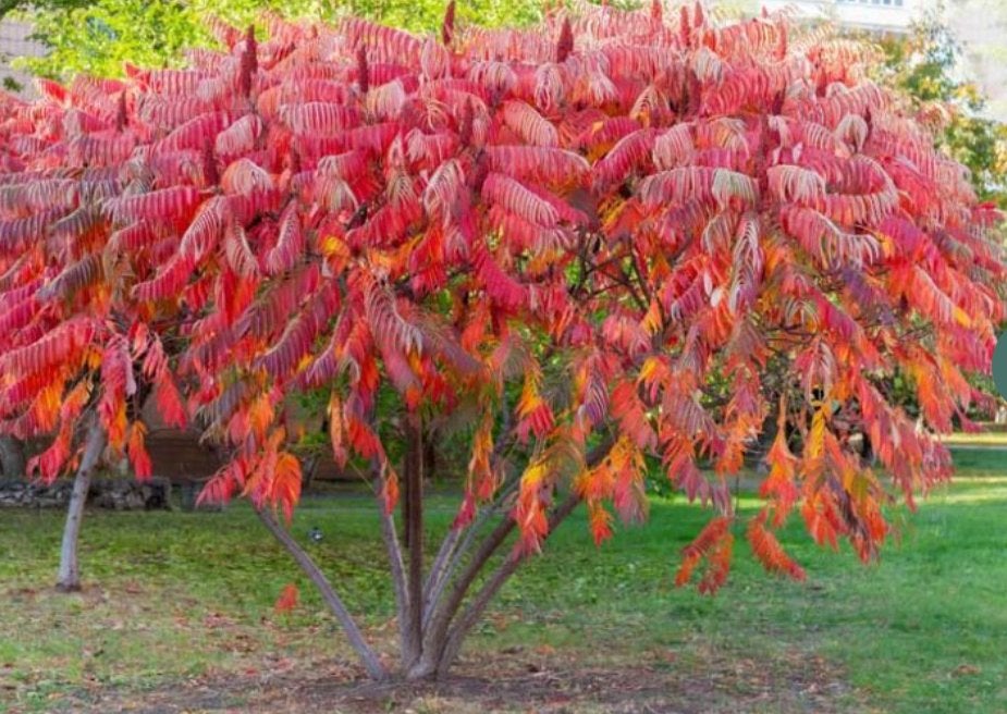 Rhus typhina, fluweelboom , azijnboom 1m, Tuin en Terras, Bloembollen en Zaden, Ophalen of Verzenden, Volle zon