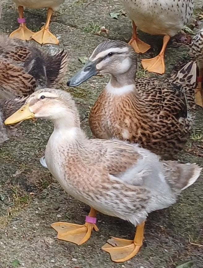 Jonge loopeenden "Drijberse Harlekijn", Dieren en Toebehoren, Meerdere dieren, Eend