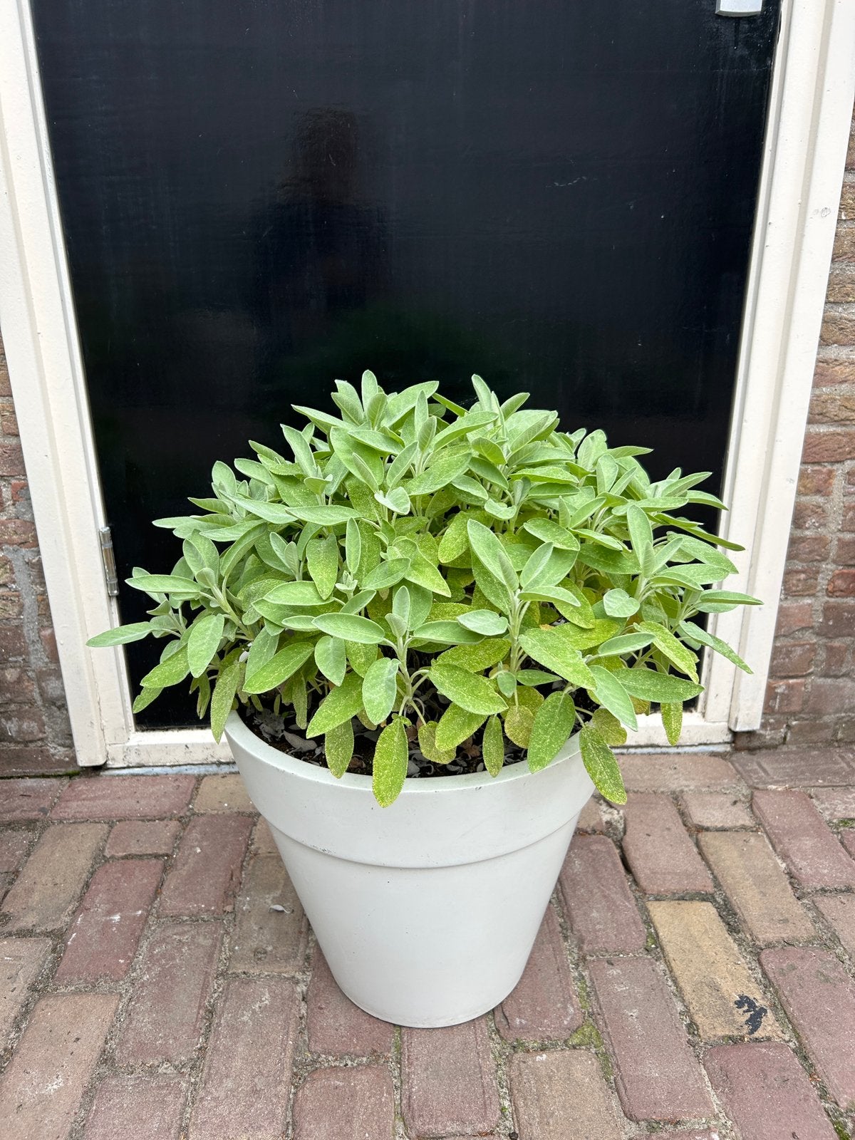 Salie in grote polystone pot, Ophalen, Kruiden, Volle zon