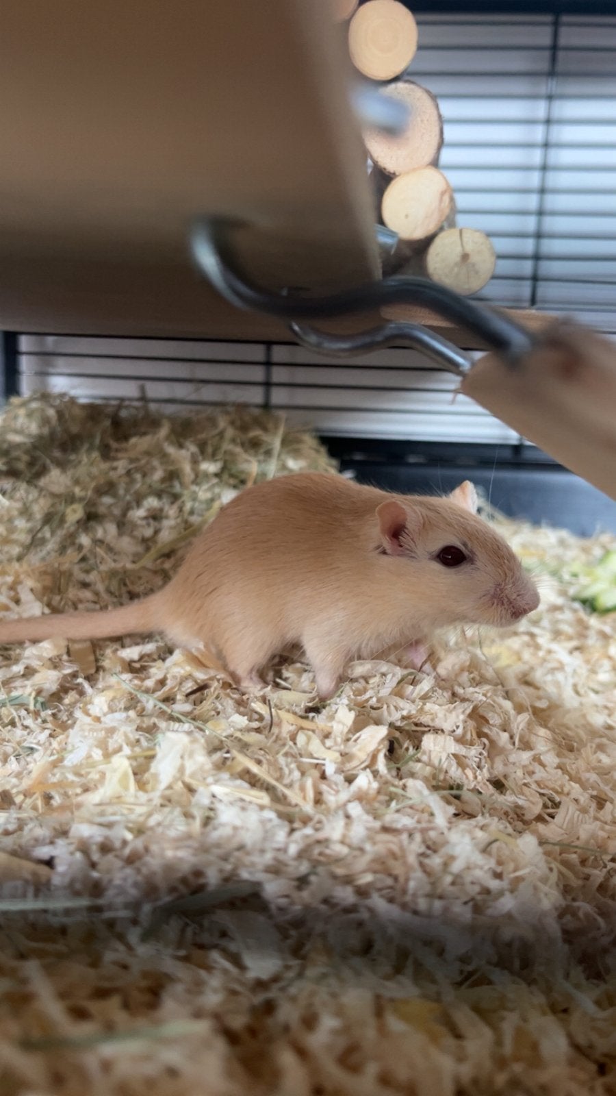 Gerbils+kooi, Hamster, Juni, Mannelijk, Tam