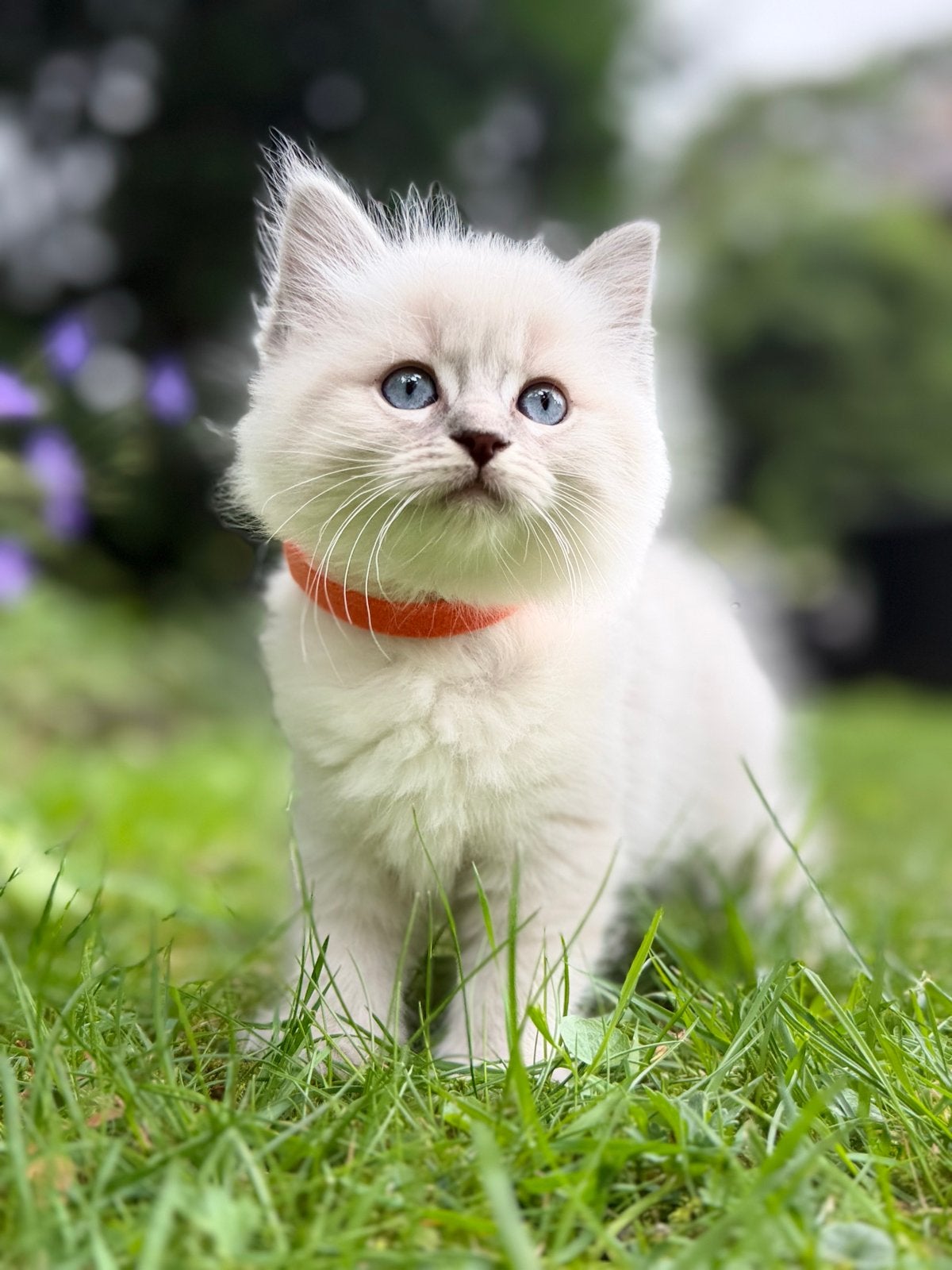 4 ragdoll kittens nog 1 beschikbaar, Dieren en Toebehoren, Katten en Kittens | Raskatten | Langhaar, Meerdere dieren, 0 tot 2 jaar