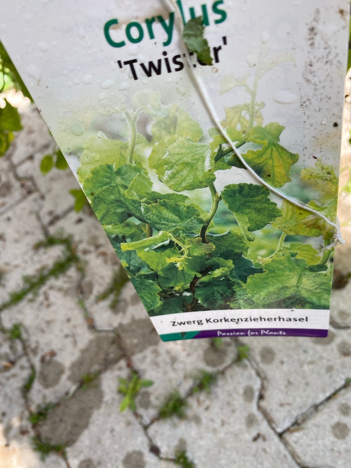 Corylus 'Twister' - Zwerg Kronkelhazelaar, Volle zon, Vaste plant, Bloeit niet, Ophalen