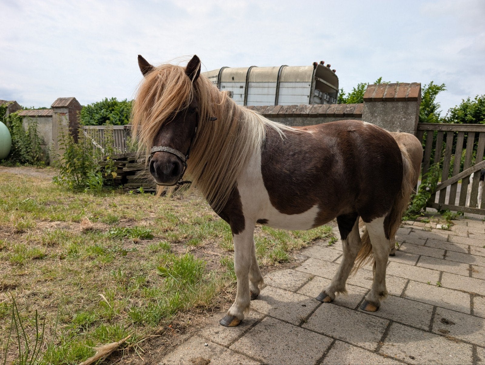 Koffievosbonte mini Shetland merrie, mushroomdrager, Dieren en Toebehoren, Merrie, 3 tot 6 jaar