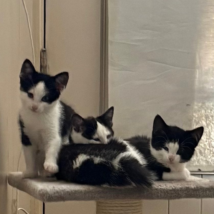 Mooie lieve kittens, Poes, Kortharig