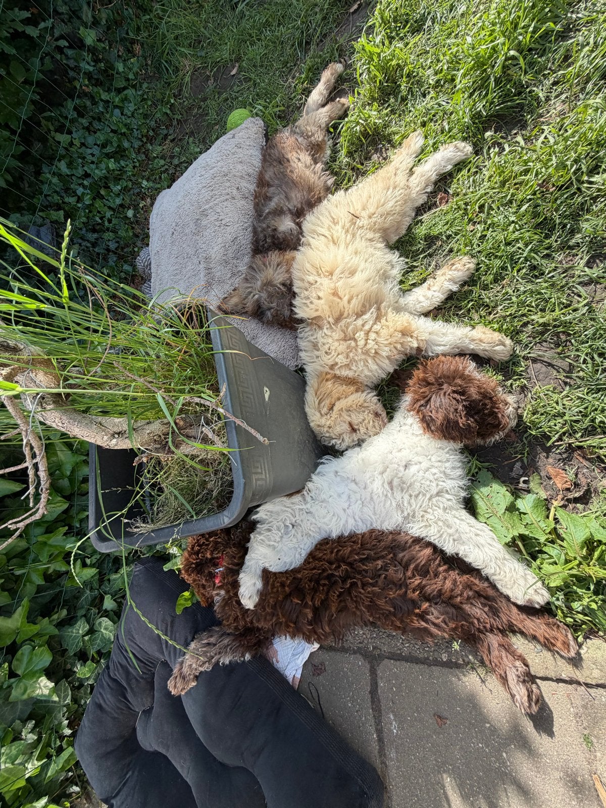 Lagotto romagnolo pups, Dieren en Toebehoren, Parvo, Overige rassen, 8 tot 15 weken, Meerdere