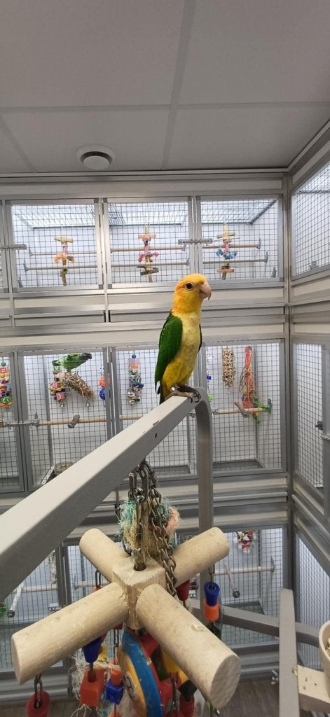 witbuikcaique, Meerdere dieren, Papegaai, Geringd