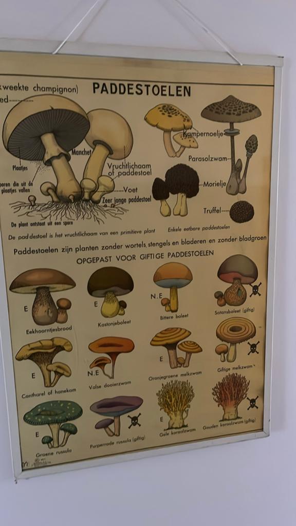 Vintage poster paddenstoelen, Antiek en Kunst, Antiek | Schoolplaten, Ophalen, Natuur en Biologie