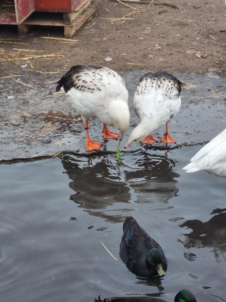 Andesgans  broedrijp koppel, Dieren en Toebehoren, Pluimvee, Meerdere dieren