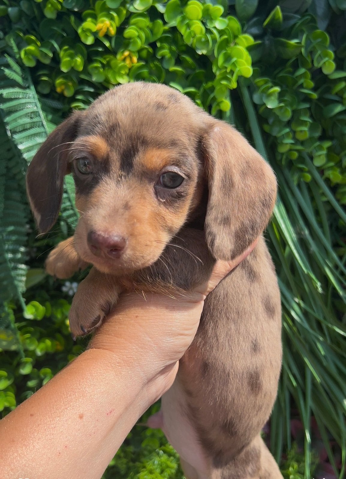 😍Prachtige teckel pups  😍 choco tan en choco tan merle, 8 tot 15 weken, Dwerg, Langhaar, Meerdere