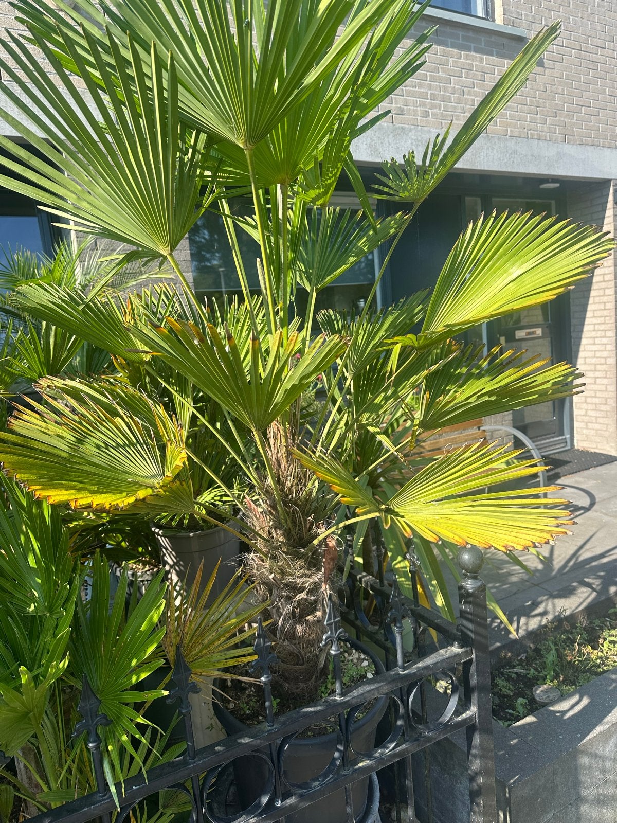 Trachycarpus Winterharde Palmboom wagnerianus, Overige soorten, Volle zon, Vaste plant, Ophalen of Verzenden