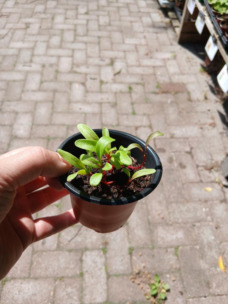 Snijbiet fireworks, Ophalen, Eenjarig, Groenteplanten, Volle zon