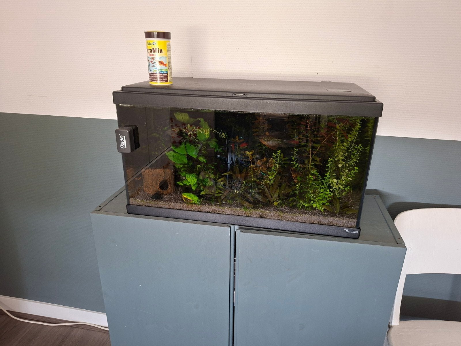 AQUATLANTIS Aquarium Advance LED 54 liter, Ophalen, Aquatlantis, Inclusief vissen, Gevuld zoetwateraquarium
