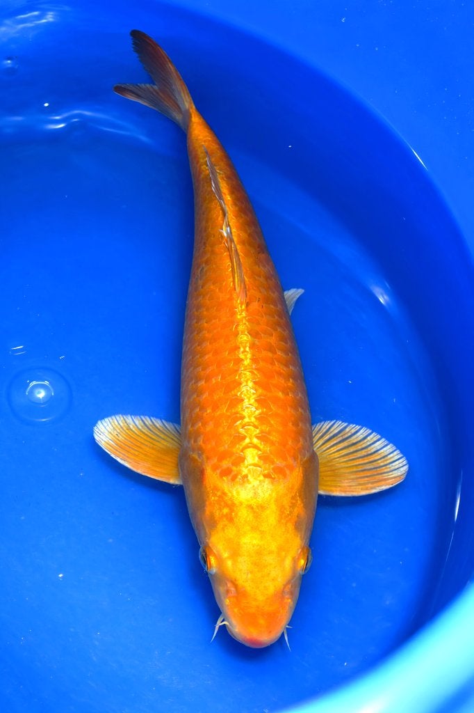 Orenji Ogon 45-53 cm Sansai, Karper of Koi