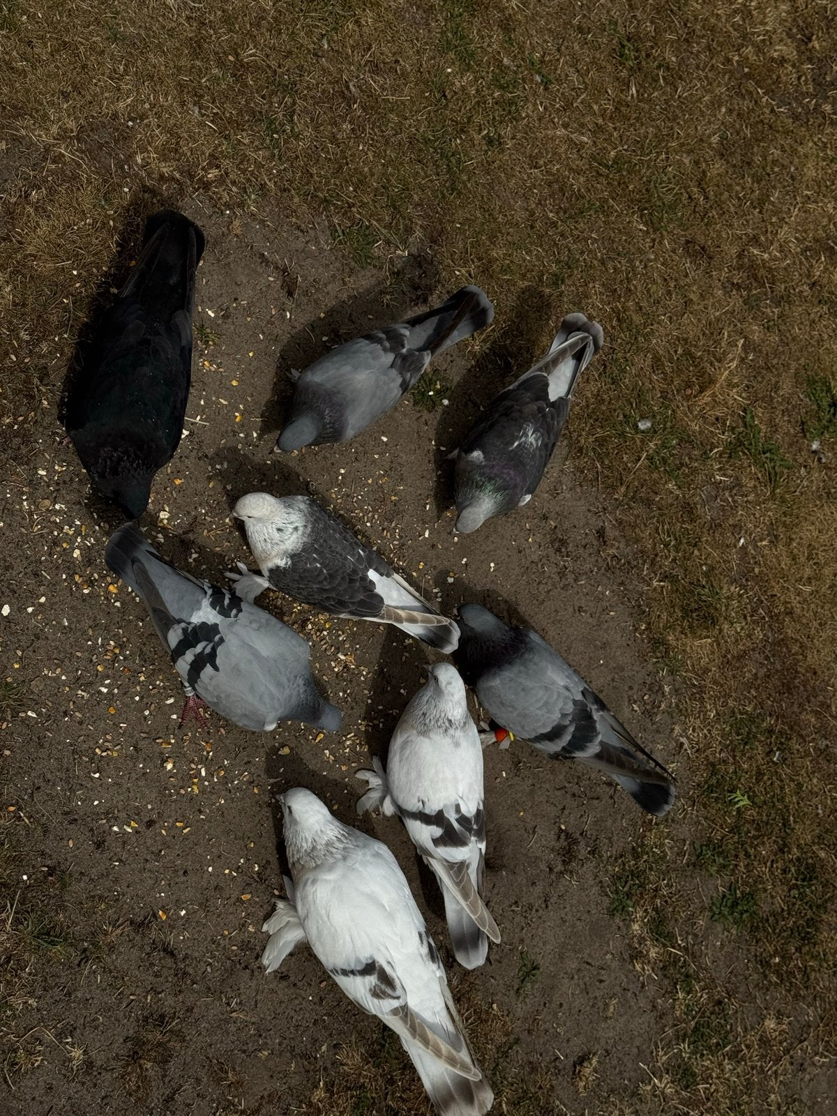 Takla Duiven, Dieren en Toebehoren, Vogels | Duiven, Meerdere dieren, Postduif
