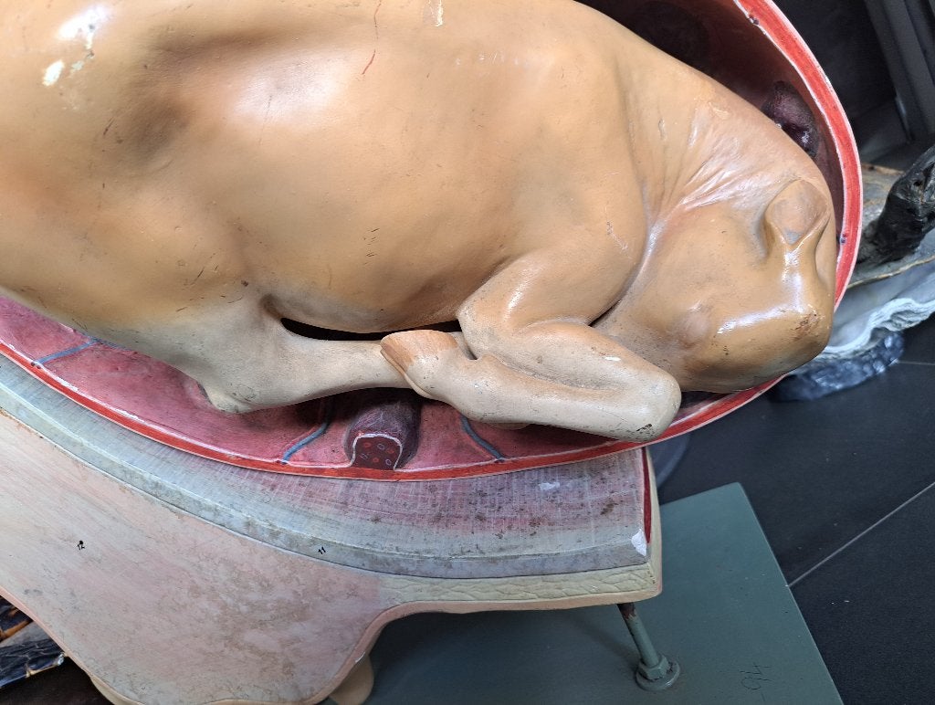 groot oud SOMSO anatomisch model koe met kalf Bekken model, Ophalen of Verzenden, Gebruikt, Overige soorten, Overige typen