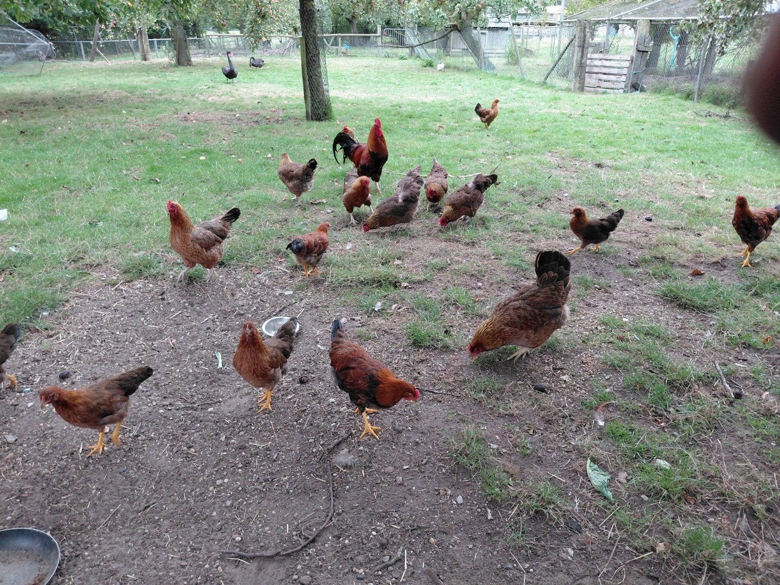 welsumer kippen, Meerdere dieren, Kip