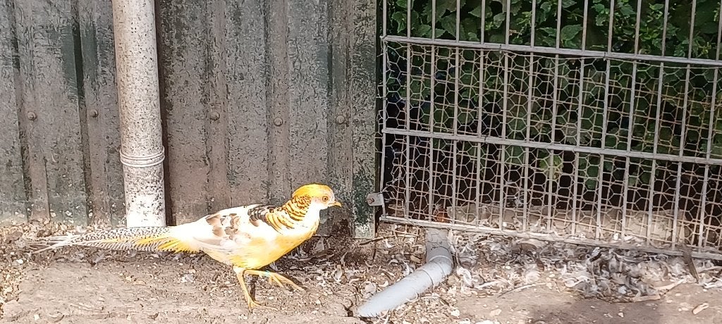 Gele goudfazant haan, Dieren en Toebehoren, Mannelijk, Overige soorten