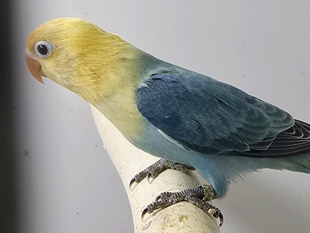 Agapornis opaline, Dieren en Toebehoren, Vogels | Parkieten en Papegaaien, Meerdere dieren, Dwergpapegaai of Agapornis, Geringd