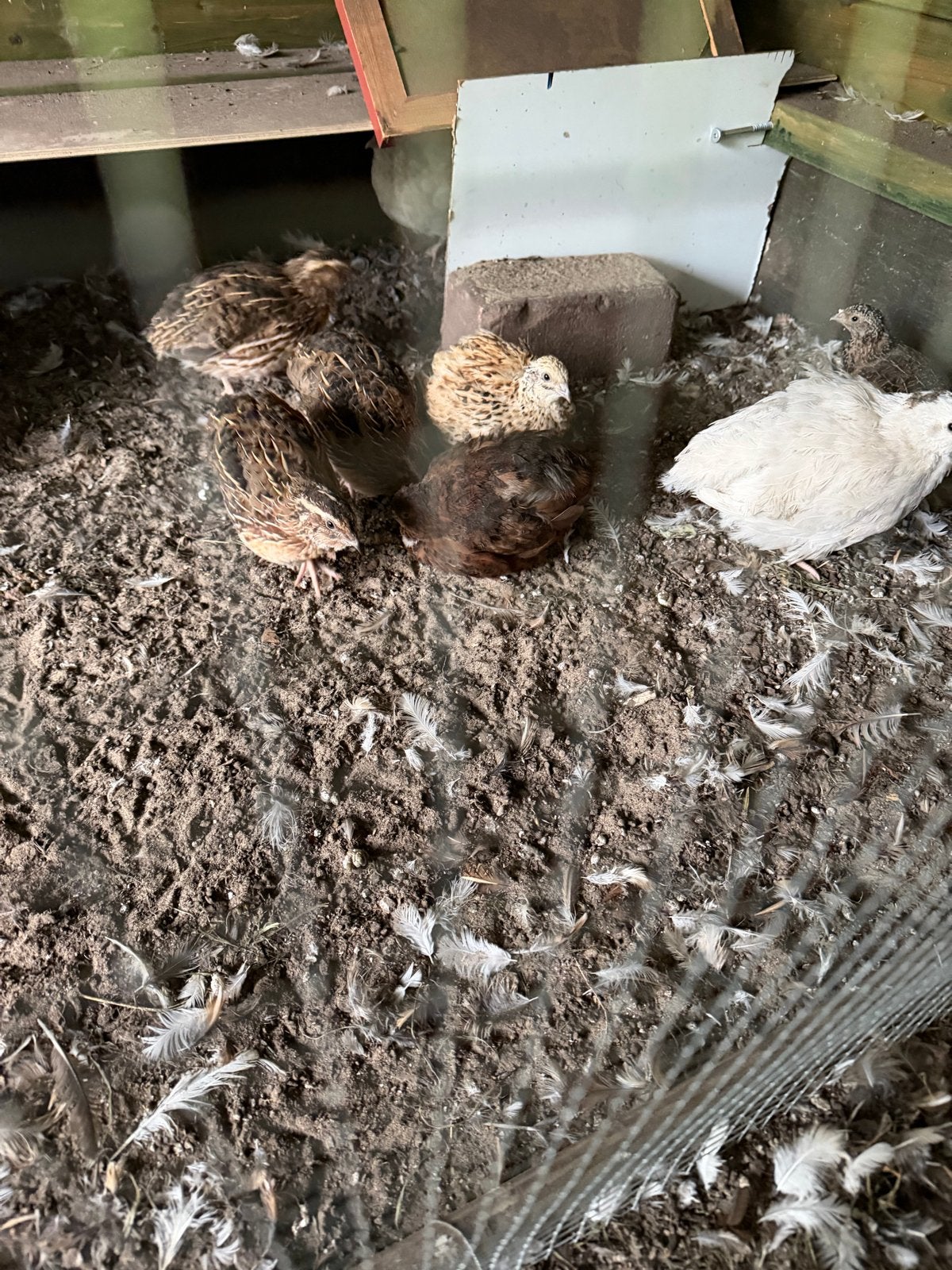 Kwartels te koop - €5 per stuk, Meerdere dieren, Overige soorten