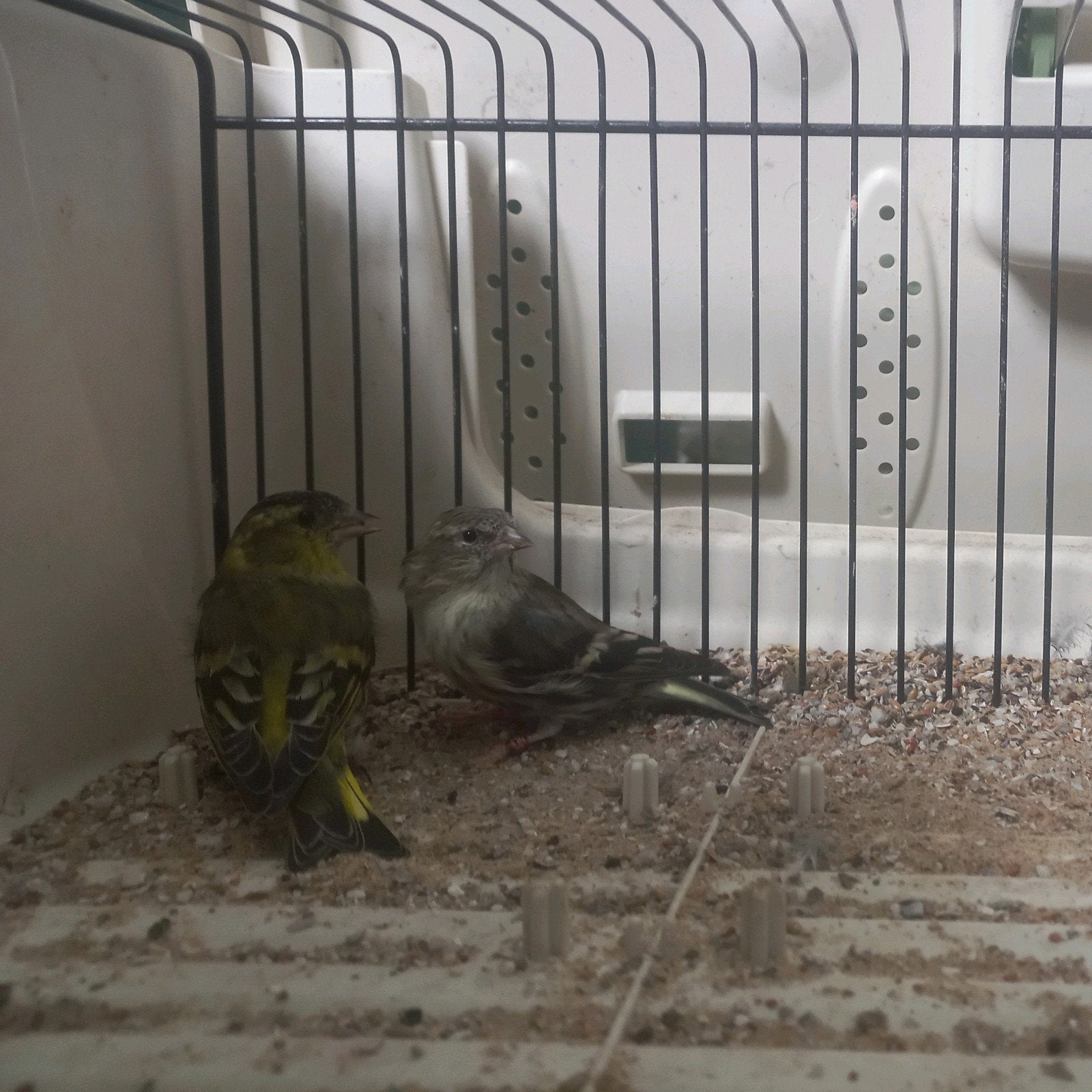 Koppel EU sijzen Wildkleur split Agaat x Ivoor, Meerdere dieren, Wildzangvogel, Geringd