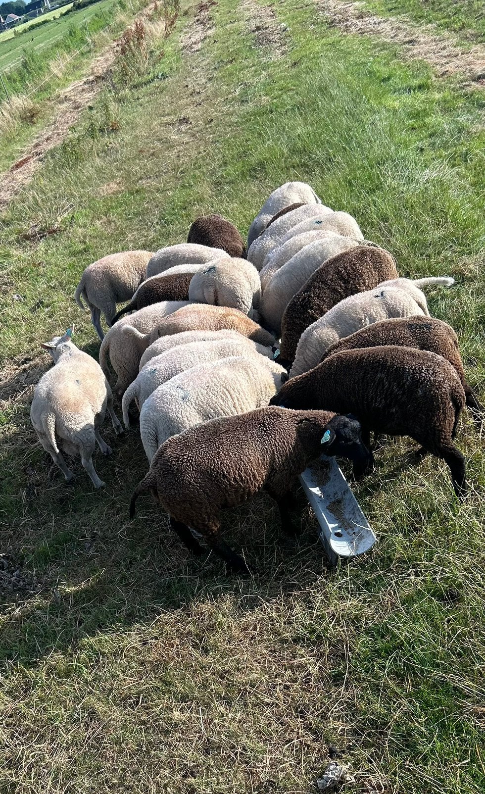 Gezocht: Weidegang schapen, Vrouwelijk, Schaap