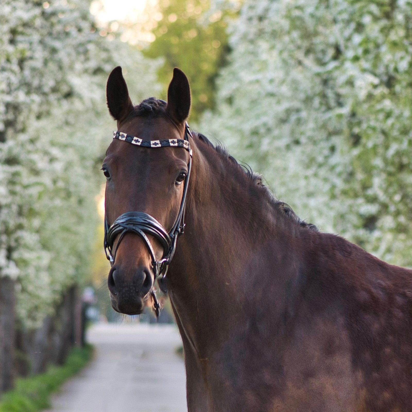 Lieve 4 jarige allrouder merrie, Merrie, 3 tot 6 jaar, 160 tot 165 cm, Recreatiepaard