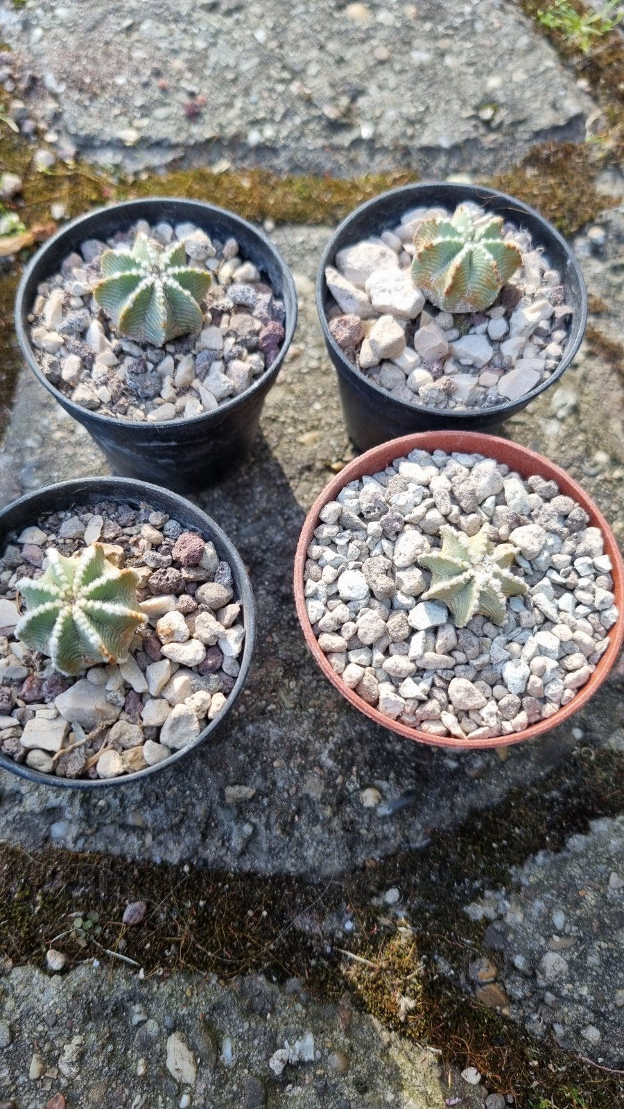 CACTUS AZTEKIUM HINTONII ZELDZAME PLANT, Ophalen of Verzenden, Cactus, Volle zon, Minder dan 100 cm