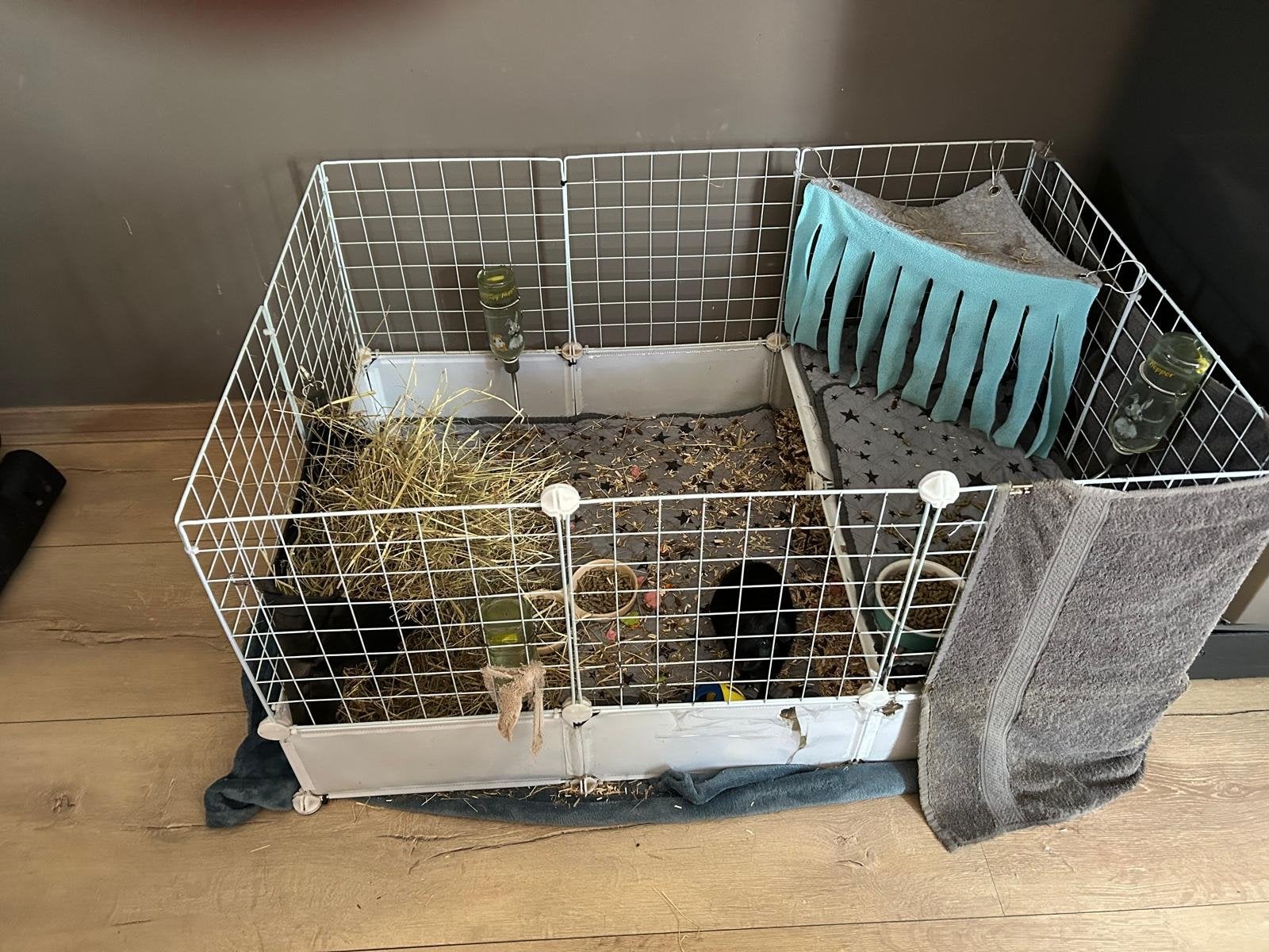 Leuk caviakoppel (2 mannetjes, 2 jaar) incl. hok en toebeh., Dieren en Toebehoren, Knaagdieren, Cavia, Augustus, Mannelijk, Tam