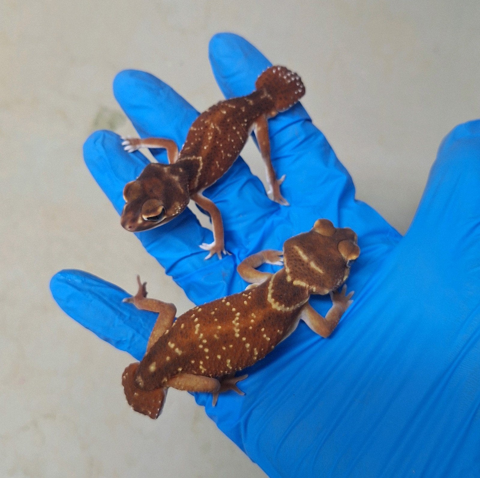 nephrurus levis 2025, Dieren en Toebehoren, Reptielen en Amfibieën, Hagedis, Tam, 0 tot 2 jaar