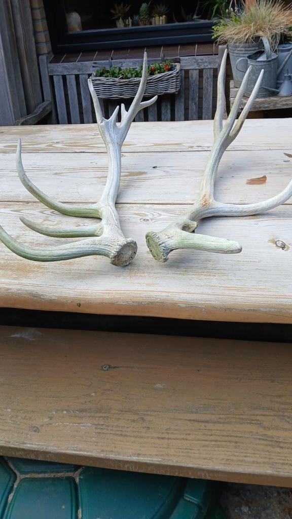 Set gewei stangen edelhert, Verzamelen, Dierenverzamelingen, Ophalen of Verzenden, Gebruikt, Hert, Gewei of Kop